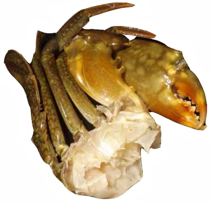 Crab