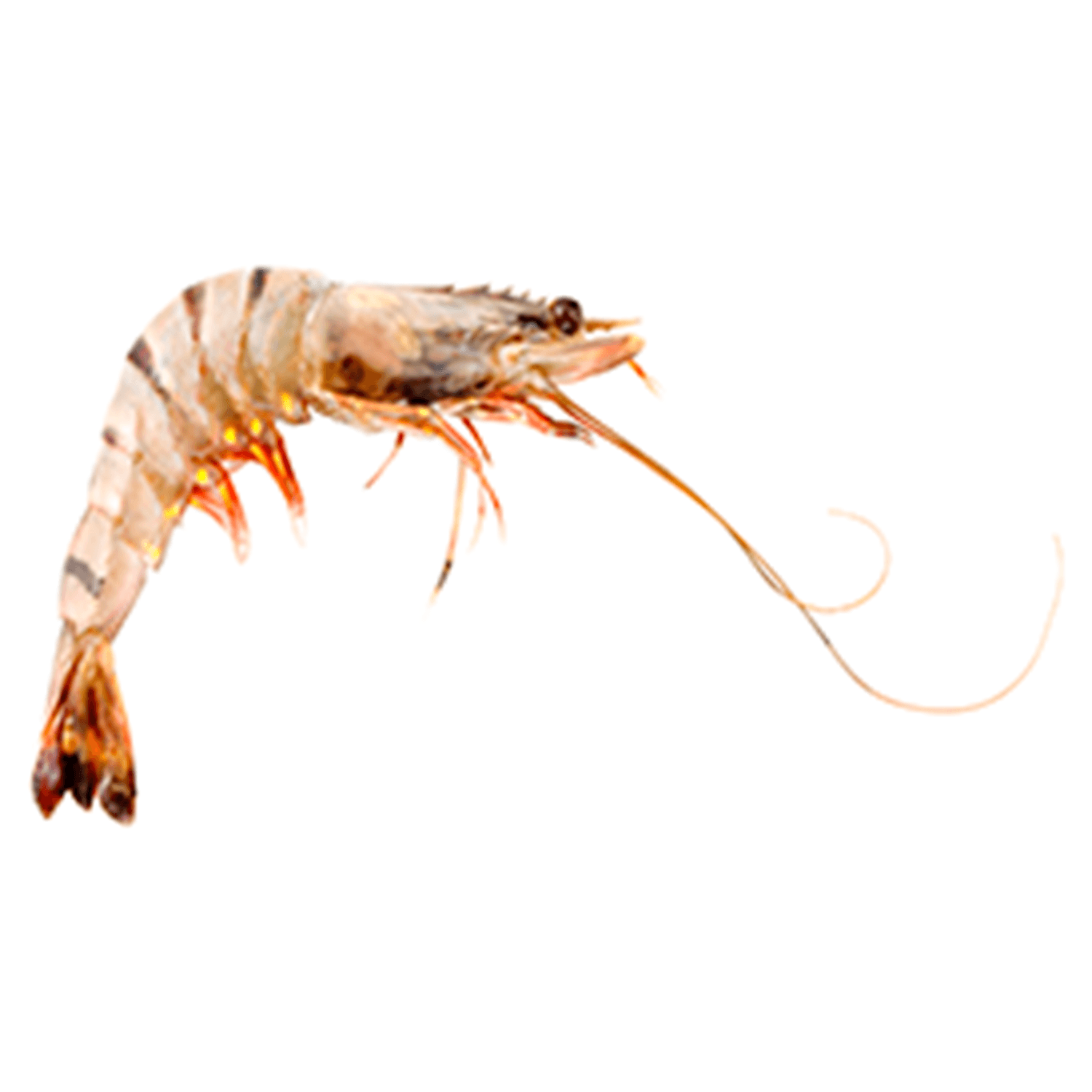 Shrimps